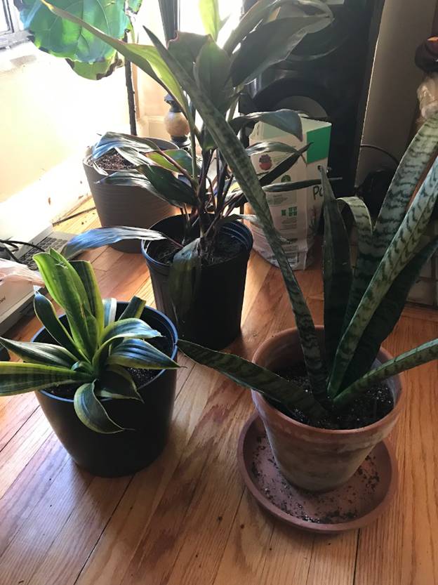 A group of potted plants on a table